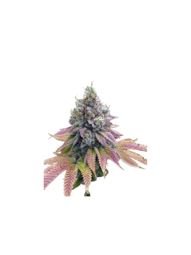 Auto Strawberry Banana genetics, Фасовка: 3+1